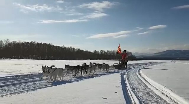 Один каюр прекратил участие в чемпионате «Берингия. Авача» на Камчатке 